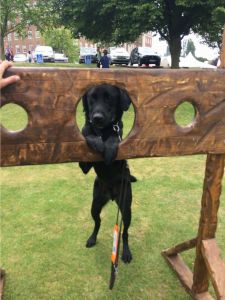 A dog standing with his head through medieval stocks at a fun day event.